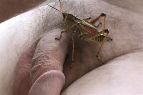Ants Gay Outdoor Man Porn XHamster