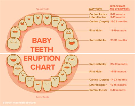 Child Tooth Growth Chart Eruption Chart For Primary Teeth