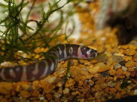 Kuhli Loach Care Guide Tank Mates Tank Setup Breeding Diet And More