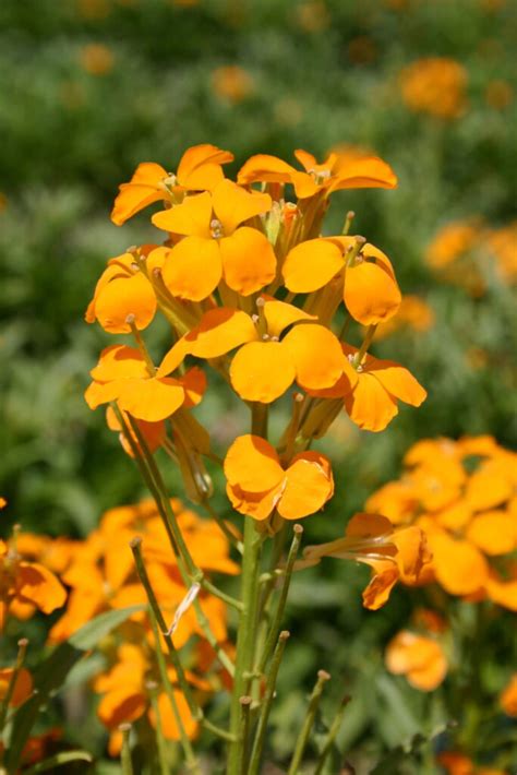 Siberian Wallflower Premium Flower Seed Beautiful Etsy