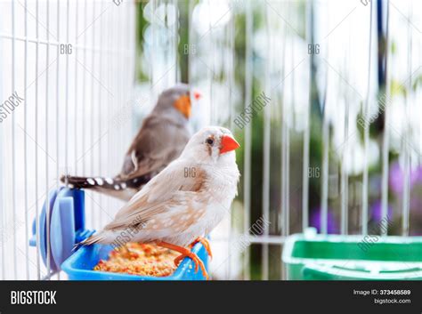 Zebra Finches Cage