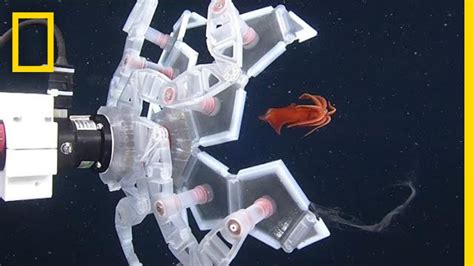 See a New Robot That Captures Sea Creatures—Gently | National ...