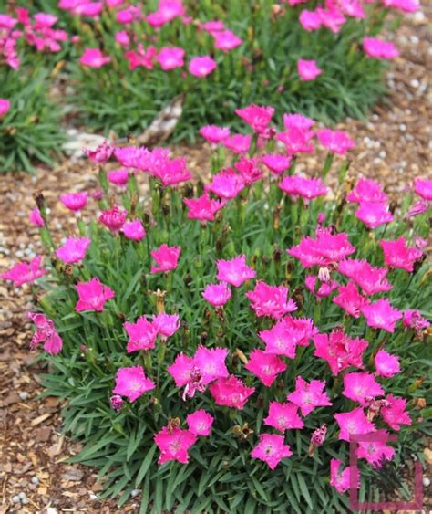 Dianthus Kahori Pink Rosa Vivai Marche