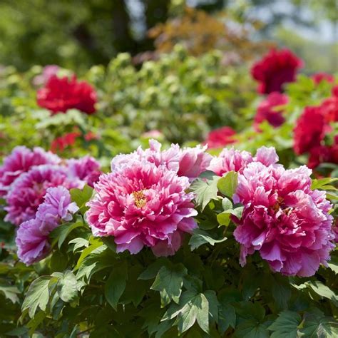 Tips Information About Peonies Gardening Know How