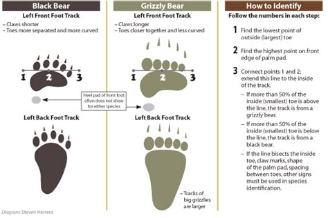 Grizzly Bear Tracks The Human Footprint