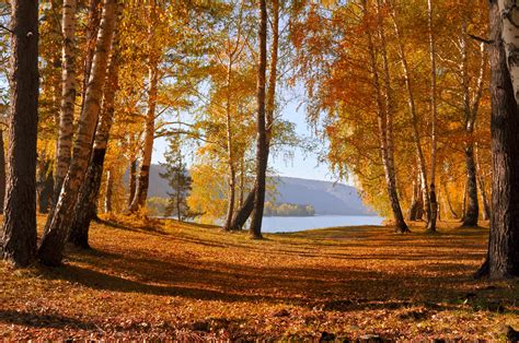 autumn forest  stock photo public domain pictures