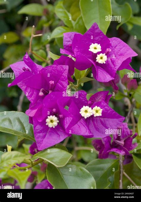 Bougainvillea Purple Queen Stock Photo Alamy