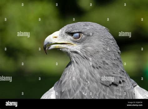 Bird Eyelid Hi Res Stock Photography And Images Alamy