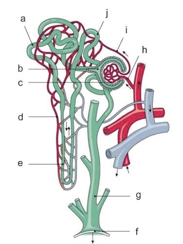 Nephron Flashcards Quizlet