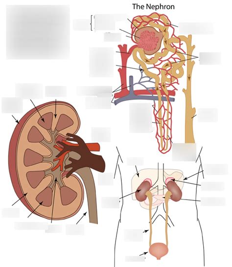 Urinary System 1 Diagram Quizlet