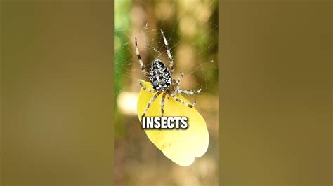 Unveiling The Marvels 5 Fascinating Facts About Spiders 🕷️ Shorts Spiders Naturefacts