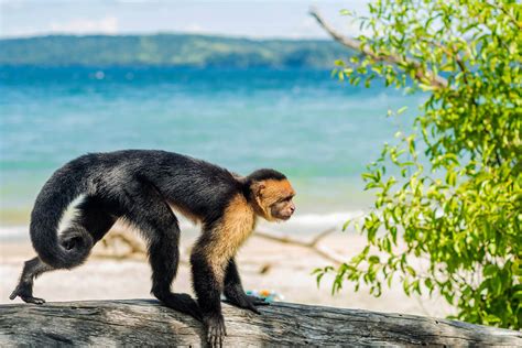 Spotting wildlife at your luxury vacation villa in Guanacaste