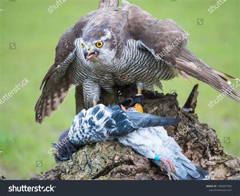 13 Thousand Pigeon Hawk Royalty Free Images Stock Photos And Pictures