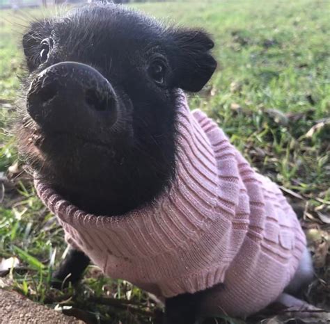 Piggy Sweaters Cute Baby Pigs Pet Pigs Cute Animals