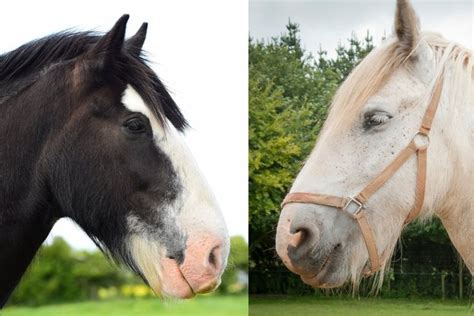 two horses standing next to each other on a lush green field and one ...