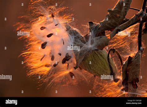 Common Milkweed Asclepias Syriaca Bursting Seed Pods Manitoulin Is