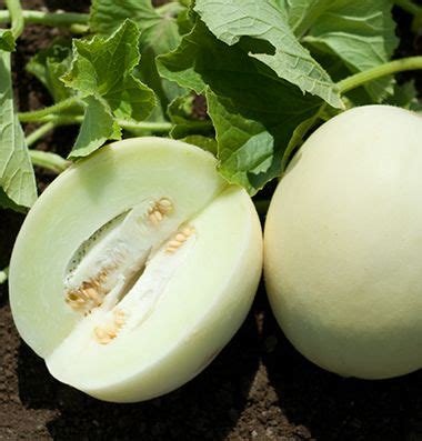 Honeydew Melons Johnny S Selected Seeds White Melon Honeydew Melon