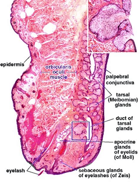 The Eye - Dr. Kasem Histology Homepage