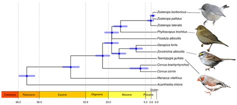 Molecular Phylogeny And Dating Of The Investigated Passerine Birds