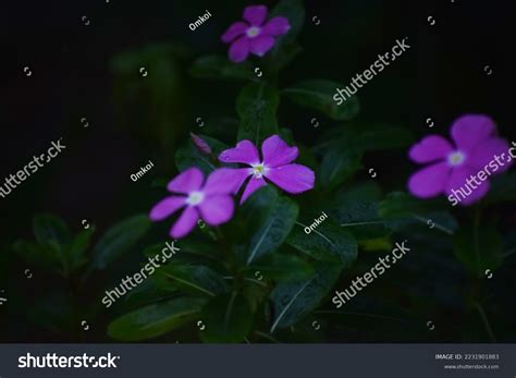 Close Beautiful Pink Catharanthus Roseus Known Stock Photo