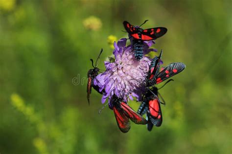 Group Of Burnet Moths Stock Photo Image Of Animal Purpuralis 200696200