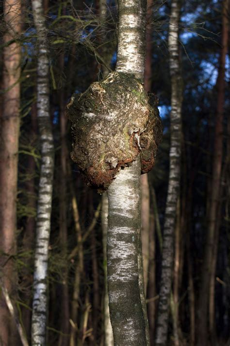 Tree Canker Disease And Treatment