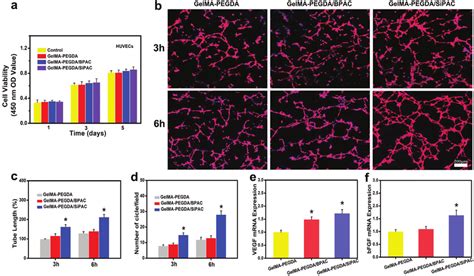 In Vitro Angiogenesis Assay Of Human Umbilical Vascular Endothelial