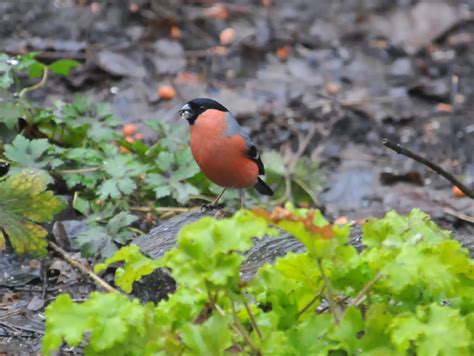 Anthony's Birding Blog: Bullfinch