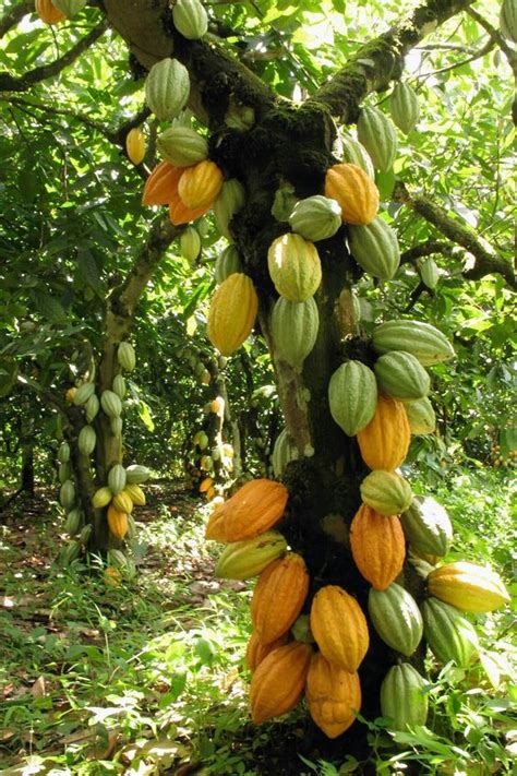 #Cacau #BenefíciosCacau #BenefícioCacau #ComoFazerCacau #ReceitaCacau # ...