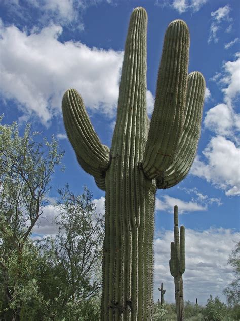 Cactus Saguaro Desert Free Photo On Pixabay Pixabay