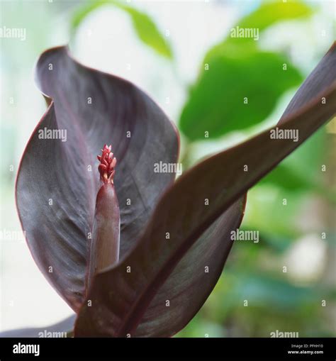 Indian Shot Plant Canna Black Light Plant With Black Foliage Stock