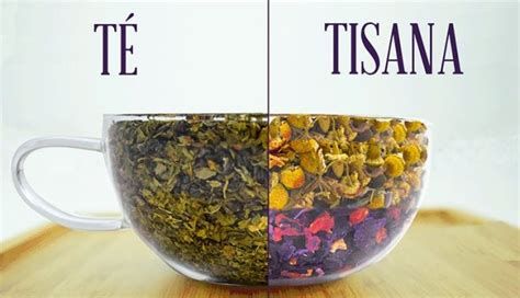 Diferencia entre té e infusión cuál es descúbrelo