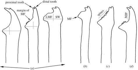 Most relevant features of simple chaetae in Haplosyllis species ...