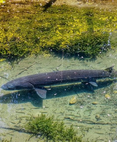 The Fascinating World of Sturgeon Farming: Learn About the Sustainable ...