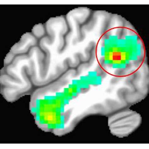 | Average location of the right temporoparietal junction (TPJ) based on ...