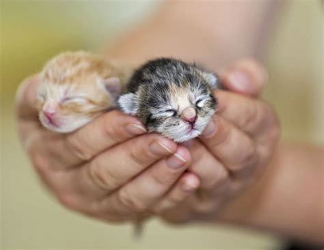 Motivos Para Adotar Dois Gatinhos Em Vez De Apenas Um Gataria