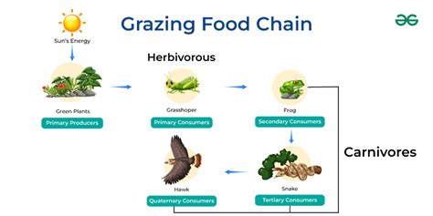 Grazing Food Chain - Definition, Example, and Types - GeeksforGeeks