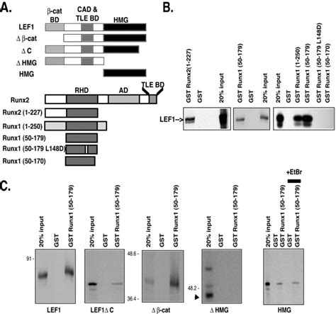 Lymphoid Enhancer Factor And Catenin Inhibit Runx Dependent