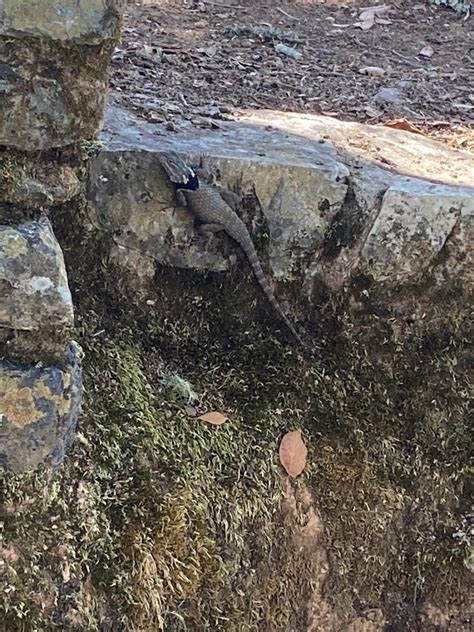 Lesser Torquate Lizard from San Joaquín Querétaro MX on July 20 2023