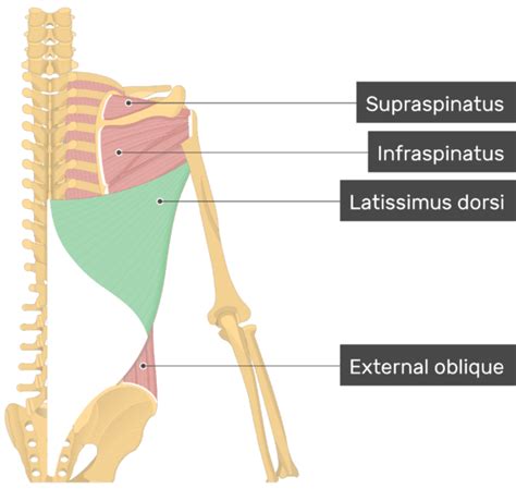 Latissimus Dorsi Muscle Attachments Action And Innervation