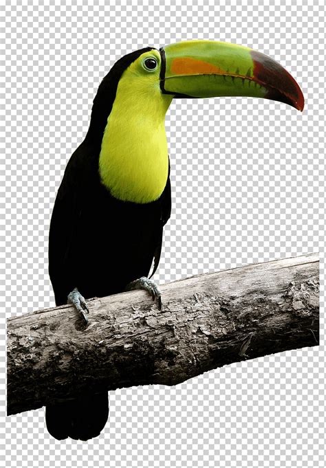 Loro pájaro toco toucan pico loro animales fauna animal png Klipartz