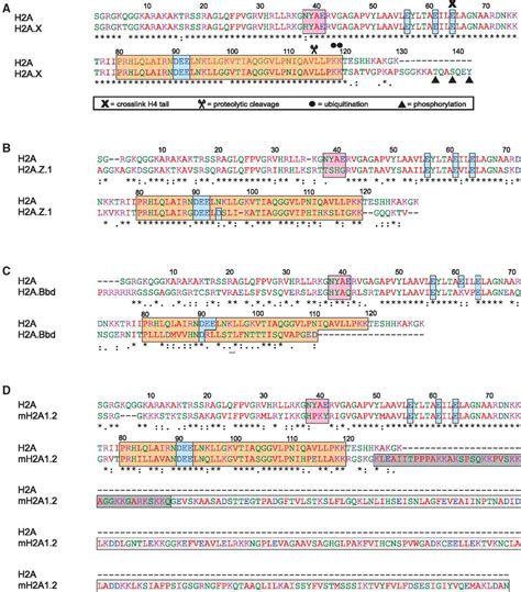 Amino Acid Sequences Of Human H2A Variants Alignments Of Human H2A