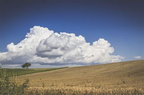 Free Images Tree Nature Grass Horizon Cloud Sky Field Meadow