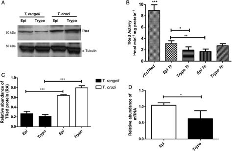 Tred Expression And Activity Are Mainly Observed In Trypanosoma Rangeli