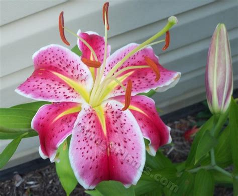 Lily Lilium Canberra In The Lilies Database