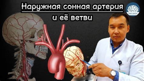 Наружная сонная артерия (a. carotis externa) и её ветви - YouTube