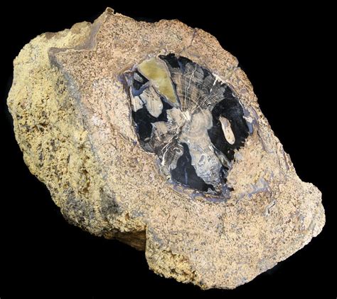 Blue Forest Petrified Wood Section 64 36562 For Sale