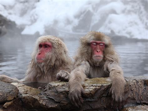 Snow Monkeys Can De Stress By Taking Hot Baths Just Like Humans