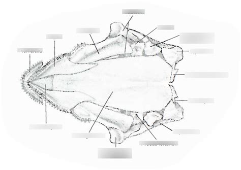 Necturus Ventral Skull Diagram Diagram Quizlet