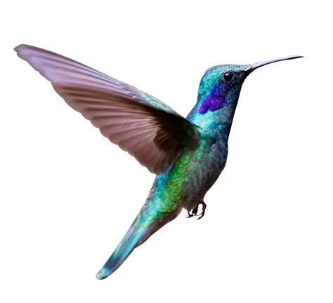 Hummingbird Tropical Wildlife Nature Photography Hd Png Png All